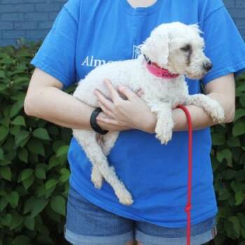 Allison -  Havanese and Mixed Breed Dog for Adoption in Elk Grove Village, Illinois - Allison | PetCurious