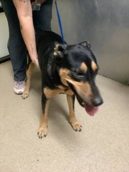 Rescue Shepherd and Mixed Breed Dogs for Adoption in Fort Worth, Texas - Isabella | PetCurious