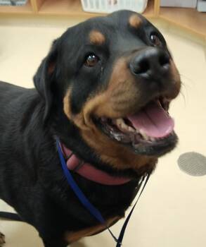 Rottweiler Dogs Available for Adoption in Pocatello, Idaho - Hershey 46124 | PetCurious