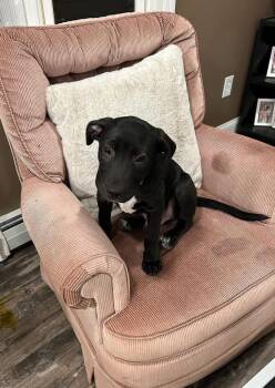 Cowboy -  Mixed Breed Dog for Adoption in Greenwich, New York - Cowboy | PetCurious