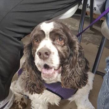 Cocker Spaniel Dogs Available for Adoption - Finn | PetCurious