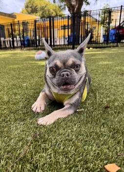 French Bulldog Dogs Available for Adoption in Boca Raton, Florida - Ella 7591 | PetCurious
