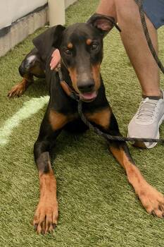 Doberman Pinscher Dogs Available for Adoption in Oakland Park, Florida - Dylan 3570 | PetCurious
