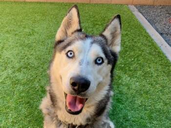NOBLE -  Siberian Husky Dog for Adoption in Moreno Valley, California - NOBLE | PetCurious