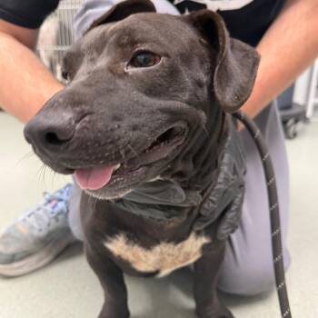 Paloma -  Dachshund and Mixed Breed Dog for Adoption in Abilene, Texas - Paloma | PetCurious
