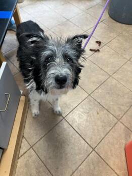 Mixed Breed Dogs Available for Adoption - Jax | PetCurious