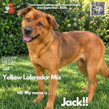 Jack -  Yellow Labrador Retriever and Pit Bull Terrier Dog for Adoption in Westminster, California - Jack | PetCurious