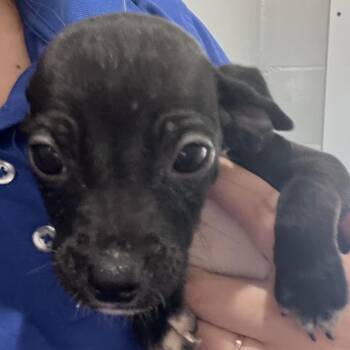 Chihuahua and Mixed Breed Dogs Available for Adoption in Richmond Hill, Georgia - Stymie | PetCurious