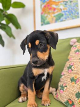 Timothy Easy Breezy -  Rottweiler and Chocolate Labrador Retriever Dog for Adoption in Friendswood, Texas - Timothy Easy Breezy | PetCurious