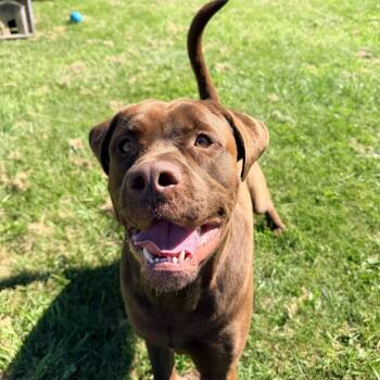 Hank -  Chocolate Labrador Retriever Dog for Adoption in Bolton, Ontario - Hank | PetCurious