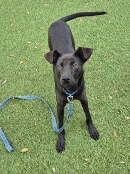 Denim -  Mixed Breed Dog for Adoption in North Miami Beach, Florida - Denim | PetCurious