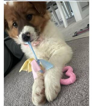 Great Pyrenees and Australian Cattle Dog Blue Heeler Dogs Available for Adoption - Pearl | PetCurious