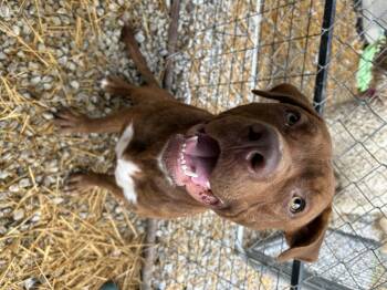 Rescue Mixed Breed Dogs for Adoption in Manchester, Tennessee - Dorito | PetCurious