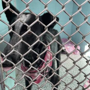 Border Collie and Mixed Breed Dogs Available for Adoption - Rain | PetCurious