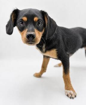 Phil -  Chihuahua and Dachshund Dog for Adoption in Bowling Green, Kentucky - Phil | PetCurious