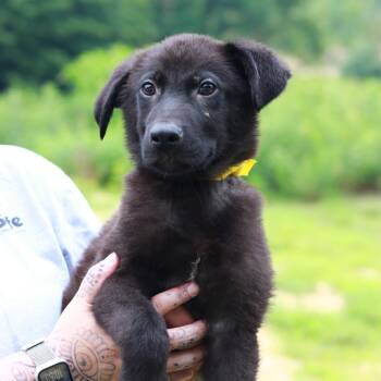 CT Teddy -  Labrador Retriever and Mixed Breed Dog for Adoption in Stormville, New York - CT Teddy | PetCurious