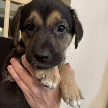 Rescue Shepherd Dogs for Adoption in Niagara Falls, Ontario - Wanda (20250924-03) | PetCurious