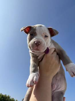 Rescue Pit Bull Terrier Dogs for Adoption in West Hollywood, California - Casper | PetCurious