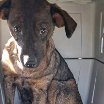 Rescue Mixed Breed Dogs for Adoption in Valley, Alabama - Alexa | PetCurious