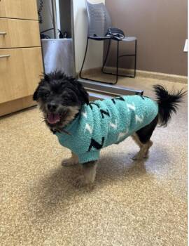 Yorkshire Terrier Dogs Available for Adoption - Petey | PetCurious