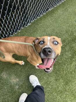 Mattie -  Mixed Breed Dog for Adoption in Lafayette, Indiana - Mattie | PetCurious