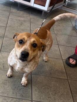 Terrier Dogs Available for Adoption in San Antonio, Texas - FIREBALL | PetCurious