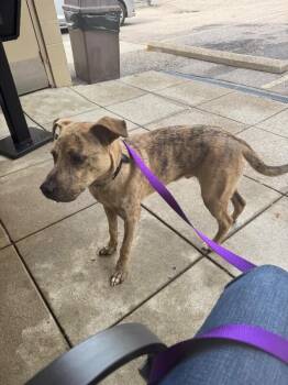 Tripp -  Mixed Breed Dog for Adoption in Cincinnati, Ohio - Tripp | PetCurious