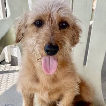 Rescue Wirehaired Terrier and Dachshund Dogs for Adoption in Gardena, California - Howie | PetCurious