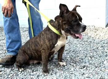 KETA ADORABLE LOW RIDER ASK FOR HER VIDEO -  American Bulldog Dog for Adoption in Charlottesville, Virginia - KETA ADORABLE LOW RIDER ASK FOR HER VIDEO | PetCurious