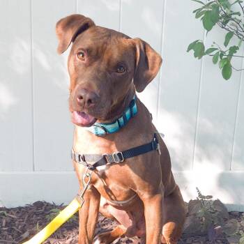 Milo -  Vizsla and Mixed Breed Dog for Adoption in Toronto, Ontario - Milo | PetCurious