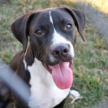Rescue Black Labrador Retriever and Pit Bull Terrier Dogs for Adoption in Beaumont, Texas - Julius | PetCurious