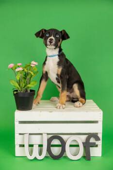 Shepherd Dogs Available for Adoption in Brighton, Colorado - 300-26 | PetCurious