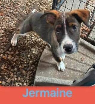 Jermaine (M) -  Shepherd Dog for Adoption in Sun Prairie, Wisconsin - Jermaine (M) | PetCurious
