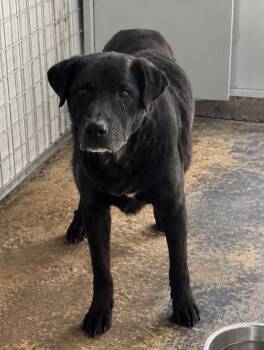 Deets -  Black Labrador Retriever Dog for Adoption in Lordsburg, New Mexico - Deets | PetCurious