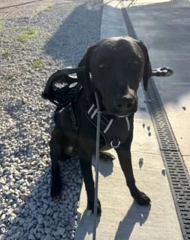 Jonah -  Black Labrador Retriever and Greyhound Dog for Adoption in Hiawatha, Kansas - Jonah | PetCurious