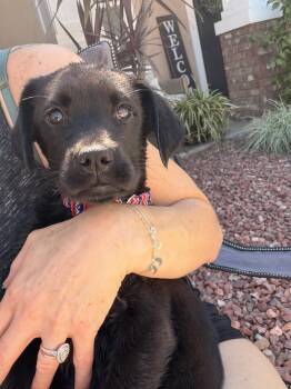 Black Labrador Retriever Dogs Available for Adoption - Annie | PetCurious