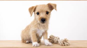 Ren -  Pomeranian and Chihuahua Dog for Adoption in Corona, California - Ren | PetCurious
