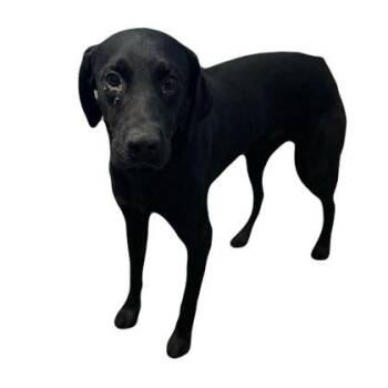 Hades -  Labrador Retriever Dog for Adoption in Red Bluff, California - Hades | PetCurious