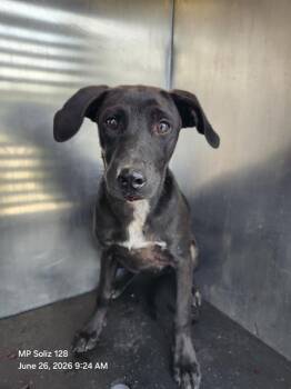 MINNIE -  Labrador Retriever Dog for Adoption in San Antonio, Texas - MINNIE | PetCurious