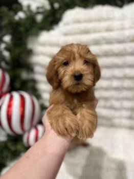 Rescue Goldendoodle Dogs for Adoption in Iron Ridge, Wisconsin - Ollie | PetCurious