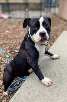 Kagome -  Mixed Breed Dog for Adoption in Cincinnati, Ohio - Kagome | PetCurious