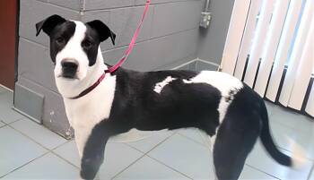 Rescue Mixed Breed Dogs for Adoption in Nashville, Tennessee - Frankie | PetCurious