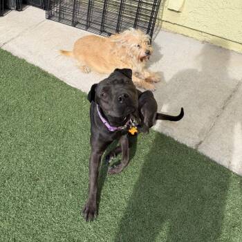 Daphne A1411071 -  Pit Bull Terrier and Shar Pei Dog for Adoption in Las Vegas, Nevada - Daphne A1411071 | PetCurious