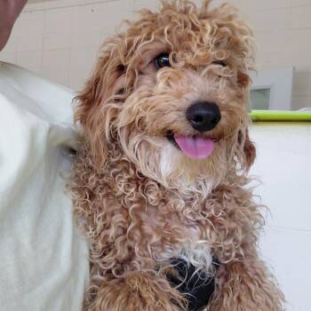 Poodle Dogs Available for Adoption in Loxahatchee Groves, Florida - Sawyer 0954 | PetCurious