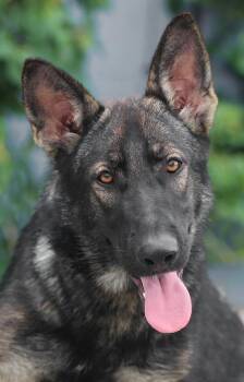 Rescue German Shepherd Dog Dogs for Adoption in Los Angeles, California - *Anja Von Altena | PetCurious