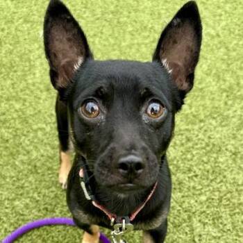 Chihuahua and Miniature Pinscher Dogs Available for Adoption in Wichita, Kansas - Fritto | PetCurious