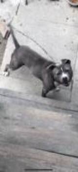 Mixed Breed Dogs Available for Adoption in West Chester, Pennsylvania - Pablo | PetCurious