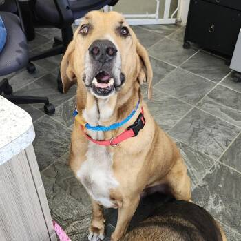 Bloodhound Dogs Available for Adoption in Clearwater, Florida - Chief | PetCurious