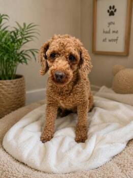 Tessa -  Poodle Dog for Adoption in Malvern, Pennsylvania - Tessa | PetCurious