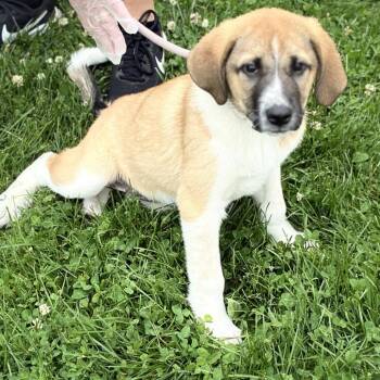 Margaret -  Anatolian Shepherd Dog for Adoption in South Elgin, Illinois - Margaret | PetCurious